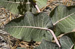 Pinewoods milkweed